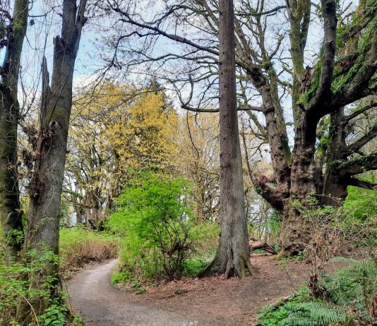 Upcoming Events: Discovery Park Walking Tour Saturday and Cowen Park Picnic Tuesday August 30th