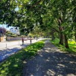 Green-Lake-Way-canopy-and-bike-lane-20220806