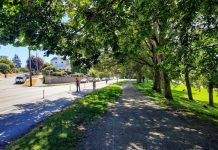 Op-Ed: Correcting the Narrative about Seattle’s Tree Ordinance