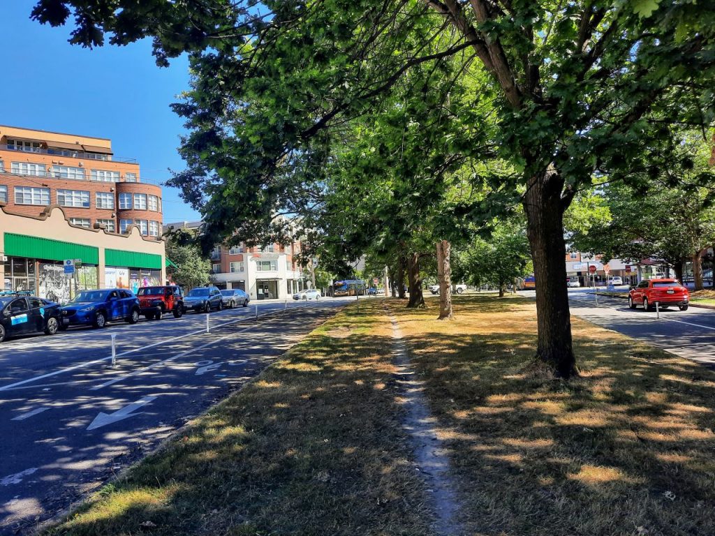 A median in a street with a bike path on both sides and large trees. 