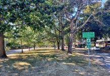 Canopy-Heavy Green Streets Hold the Key to Climate-Proofing Mobility