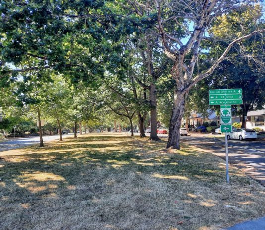 Canopy-Heavy Green Streets Hold the Key to Climate-Proofing Mobility