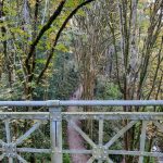 Ravenna-Park-trails-from-bridge