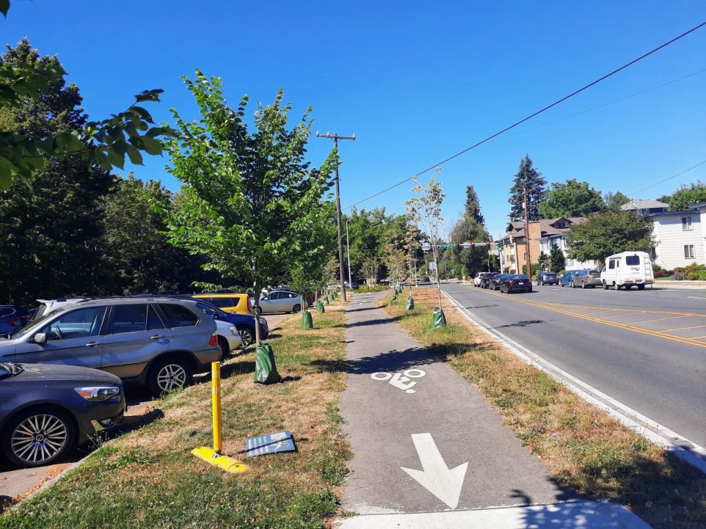 Small trees next to a separate bike lane between a wide road and parking lot. 