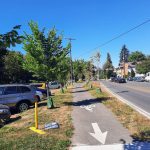 Tree-sapling-along-Green-Lake-bike-lane-20220806