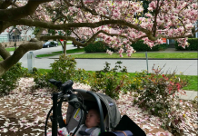 The Urbanist Podcast Returns: Car-free Parenting with Kelli Refer of Move Redmond a photo of a baby in a car seat in the front of a bike surrounded by cherry blossoms