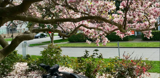 a photo of a baby in a car seat in the front of a bike surrounded by cherry blossoms