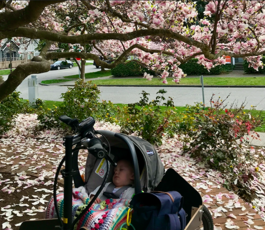 The Urbanist Podcast Returns: Car-free Parenting with Kelli Refer of Move Redmond a photo of a baby in a car seat in the front of a bike surrounded by cherry blossoms