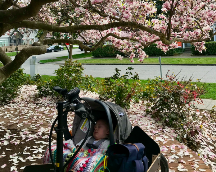 a photo of a baby in a car seat in the front of a bike surrounded by cherry blossoms