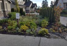 Salmon Killing Chemicals Can Be Treated with Bioretention, but King County Says No