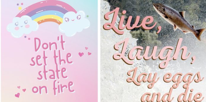 WADNR Twitter Cute Twitter posts, one rainbows saying "Don't set the state on fire." The other a leaping salmon saying "Live, laugh, lay eggs, and die."