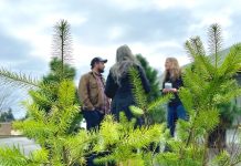 Green Blocks Boosts Tacoma Neighborhoods One Tree at a Time A small pine tree in the foreground with three people talking in the background.