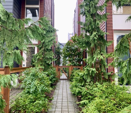 The Urbanist Podcast: What’s Next for Washington State Housing Advocacy a path between two townhouses with evergreen trees