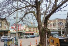 Cherry Blossom Brouhaha Obscures Missed Opportunities on Pike and Pine Streets
