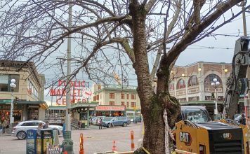 Cherry Blossom Brouhaha Obscures Missed Opportunities on Pike and Pine Streets