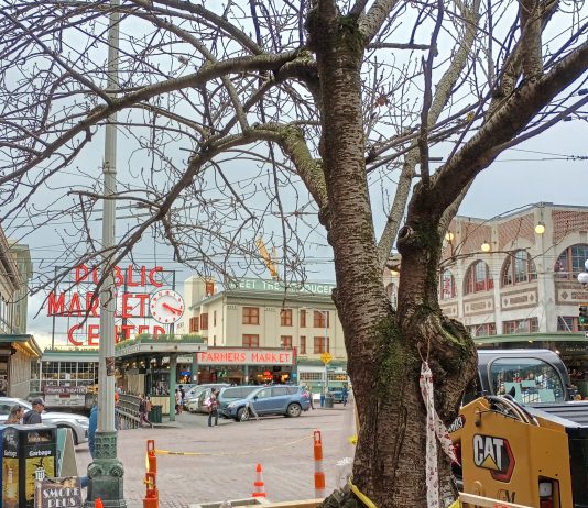 Cherry Blossom Brouhaha Obscures Missed Opportunities on Pike and Pine Streets