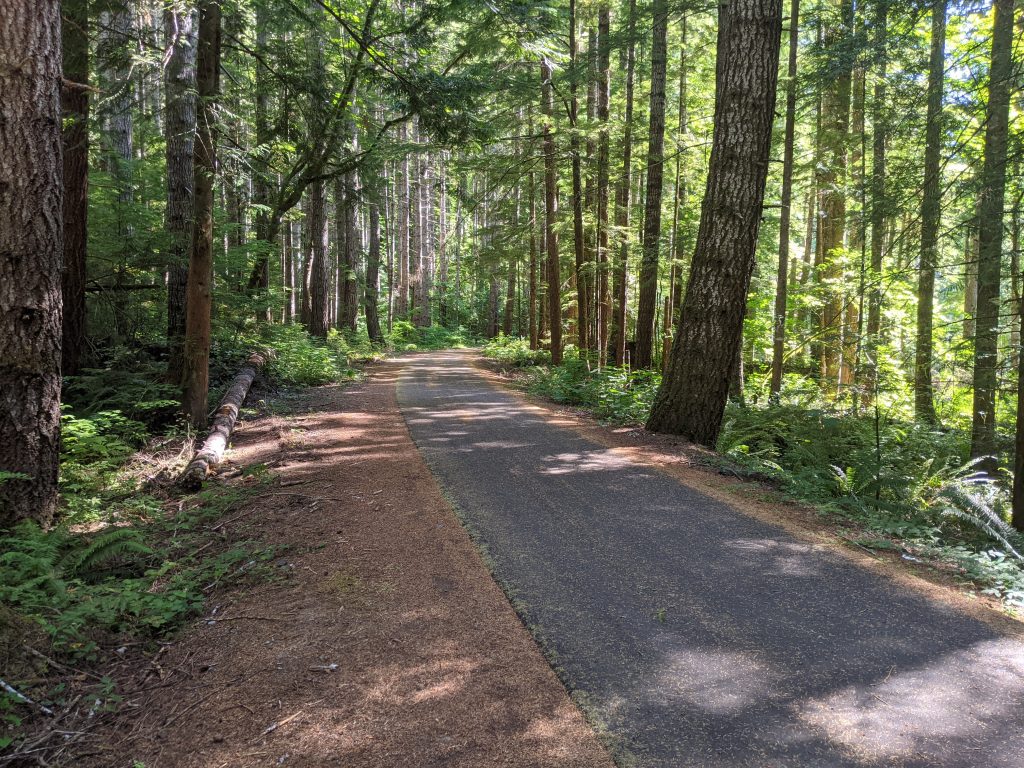 An asphalt trail through thick wooded northwest rainforest