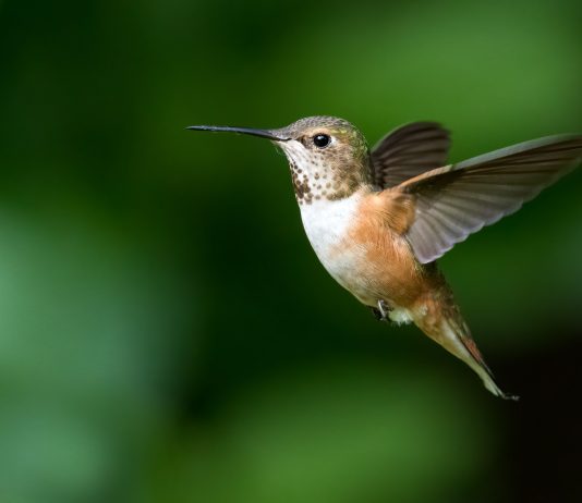 The Urbanist Podcast: Let’s Go Bird Watching in Seattle