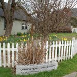 seattle heritage pear tree #2 andrew engelson