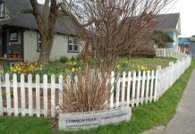 Proposed Tree Protection Ordinance Hopes to Grow Seattle’s Canopy