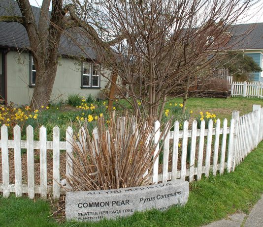 Proposed Tree Protection Ordinance Hopes to Grow Seattle’s Canopy