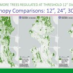 tree-canopy-12-inch-24-inch-30-inch-seattle