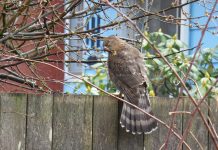 Housing Density Is a Win-Win For Wildlife and People