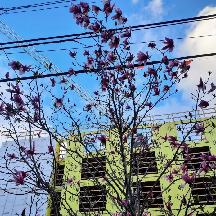 Magnolia tree with construction site 20230401_184426