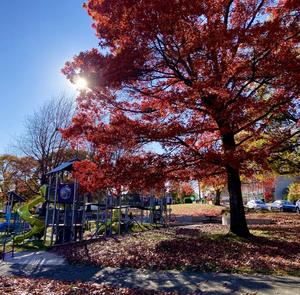 A tree with red leaves next to blue and green play equipment.