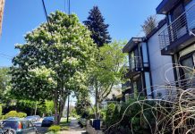 Seattle Council Expands Tree Protections, Pedersen Dissents A large tree grows along the streets in between powerlines with a new three-story multifamily development next door.