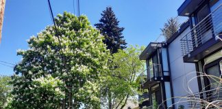 A large tree grows along the streets in between powerlines with a new three-story multifamily development next door.