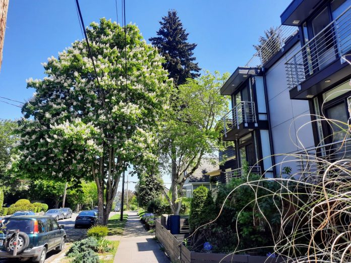 A large tree grows along the streets in between powerlines with a new three-story multifamily development next door.