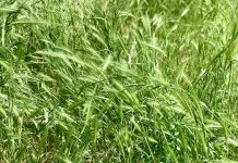 The Urbanist Podcast: Grass Lawns and Foxtail’s Deadly Danger to Dogs Green grass with seed fronds with barbs at the end.