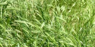 Green grass with seed fronds with barbs at the end.