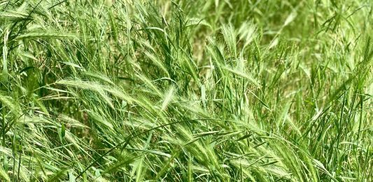 Green grass with seed fronds with barbs at the end.