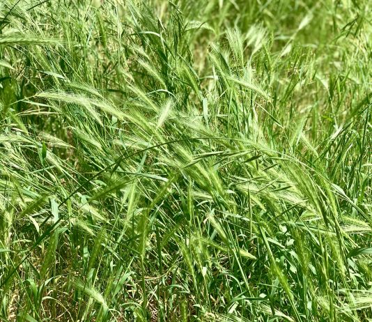The Urbanist Podcast: Grass Lawns and Foxtail’s Deadly Danger to Dogs Green grass with seed fronds with barbs at the end.