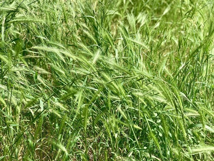 Green grass with seed fronds with barbs at the end.