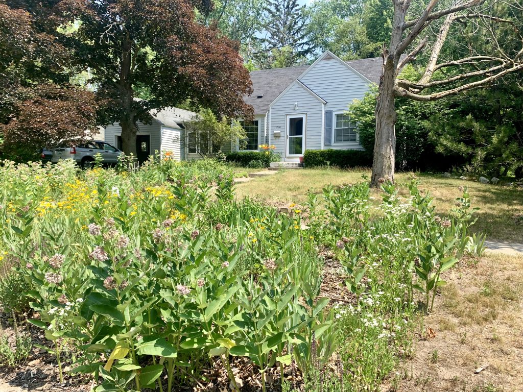 A yard with bird and bee friendly plants in lieu of grass in Grand Rapids, MI. (Photo by Natalie Bicknell Argerious)