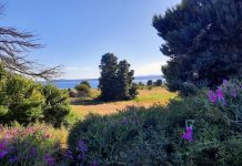 Photo Tour: Discovery Park in Its Full Summer Glory