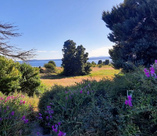 Photo Tour: Discovery Park in Its Full Summer Glory