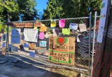 Op-Ed: Save Luma the Giant Cedar from Redevelopment
