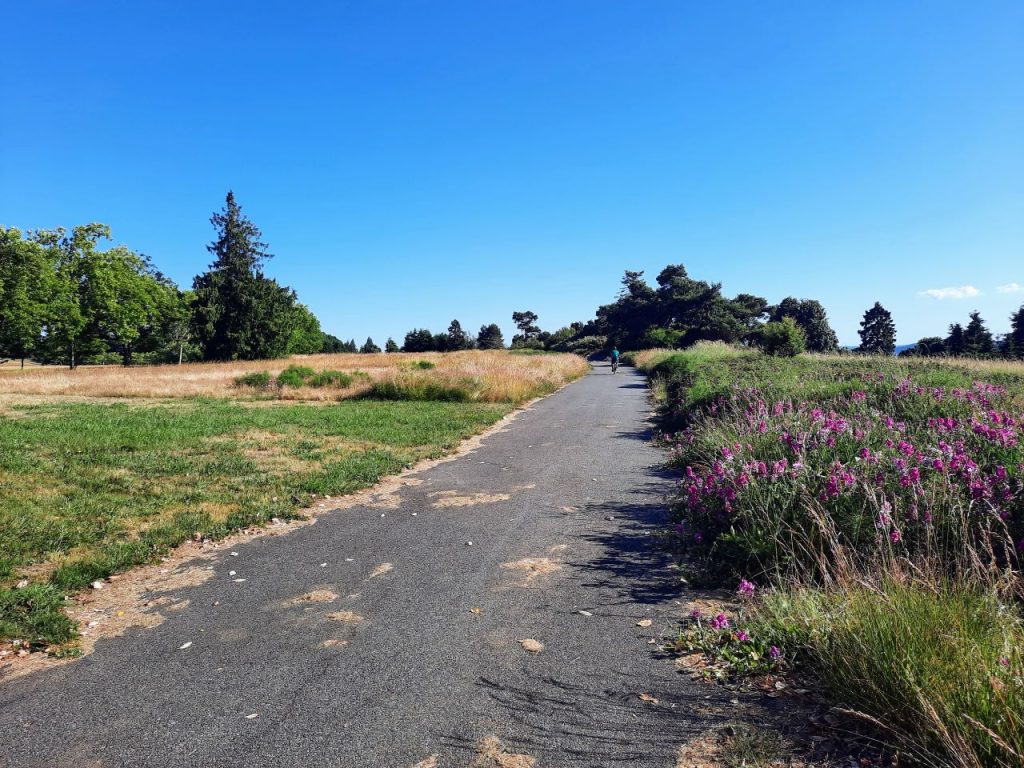 A ten-foot paved path with purple wildflowers and a cyclist and tree ridge in the distance.