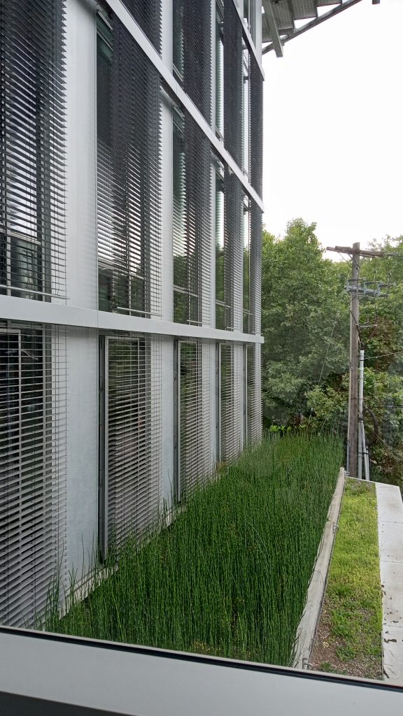 Automatic window blinds keep the Bullitt Center cool and wetland horsetail plants filter excess greywater from the building.