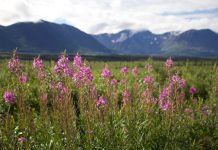 Alaska Will Not Save Us Mountain range in the background and pink fireweed plants along the road in the foreground.