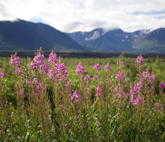 Alaska Will Not Save Us Mountain range in the background and pink fireweed plants along the road in the foreground.