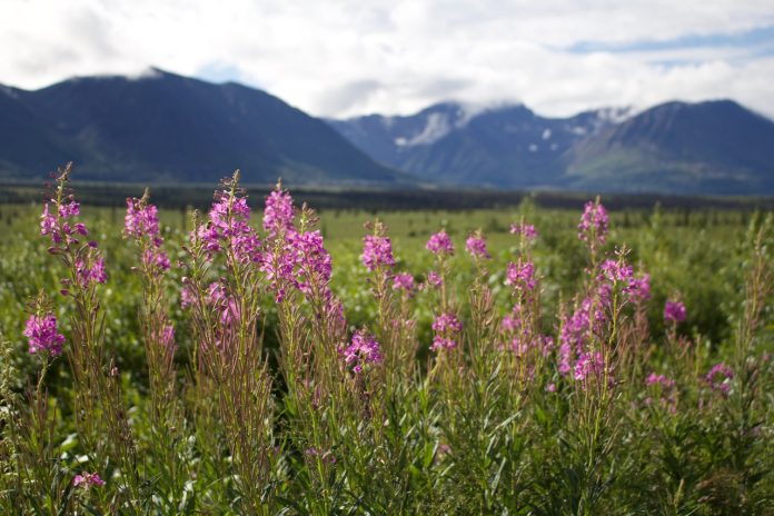 Mountain range in the background and pink fireweed plants along the road in the foreground.