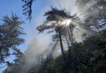 Jesse Swingle: Why I Support The Urbanist Sunlight filters through fog fathered over a stand of Sitka spruce on a bluff overlooking the Dungeness Spit.