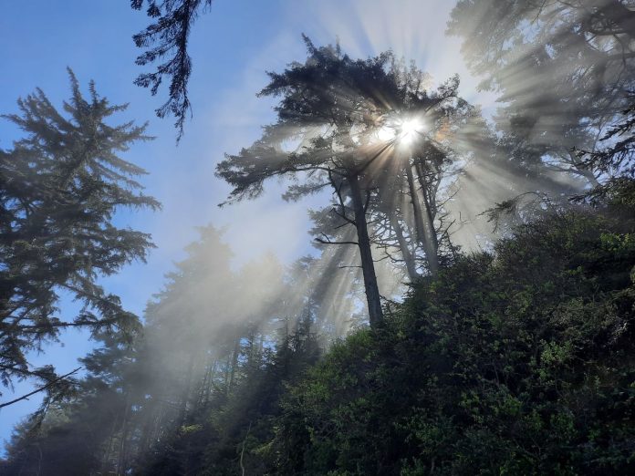 Sunlight filters through fog fathered over a stand of Sitka spruce on a bluff overlooking the Dungeness Spit.