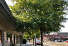 A Tree Grows in Tacoma, But Will It Be There in 10 Years? Green street trees shade Tacoma sidewalks. Colored dots on the sidewalk represent the values of the cooling effect.