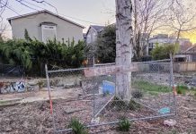 In Trees Vs. Parking War, Washington Just Gave Trees a Leg Up